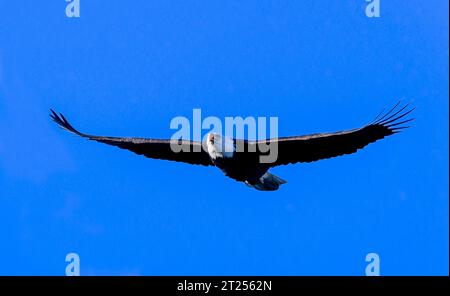 Aquila calva in volo contro un cielo blu, British Columbia, Canada Foto Stock