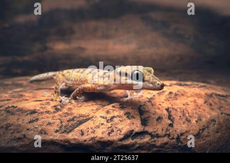 Geco selvaggio nell'entroterra marmorizzato (Oedura cincta) camminando attraverso una sporgenza rocciosa di notte, Australia centrale Foto Stock