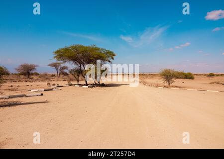 Una strada sterrata tra gli alberi di acacia di Umbrella nel Parco Nazionale di Amboseli in Kenya Foto Stock