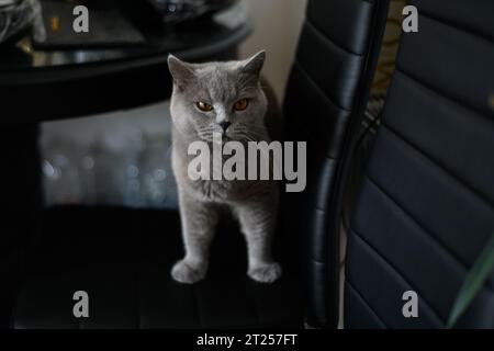 Primo piano di un gatto grigio sulla sedia della sala da pranzo Foto Stock