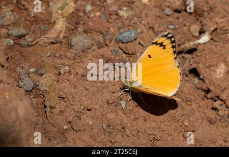 Farfalla grande color salmone, grande Salmon arabo, Colotis fausta Foto Stock