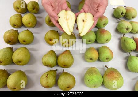 PRODUZIONE - 16 ottobre 2023, Sassonia, Wurzen: Presso la stazione di collaudo dell'Ufficio federale delle varietà vegetali di Wurzen, il dottor Erik Schulte, capo della stazione di collaudo, tiene aperte le metà delle pere che sono state tagliate per essere confrontate con altre varietà di pere. Le pere sono tra più di 1.500 varietà di frutta coltivate, testate, registrate e conservate per le generazioni future presso la più grande struttura tedesca di pome, pietra e frutti morbidi. Oltre alla conservazione delle varietà di frutta esistenti, alcune delle quali risalgono a secoli fa, si è registrato un forte aumento del numero di nuove varietà di frutta Foto Stock