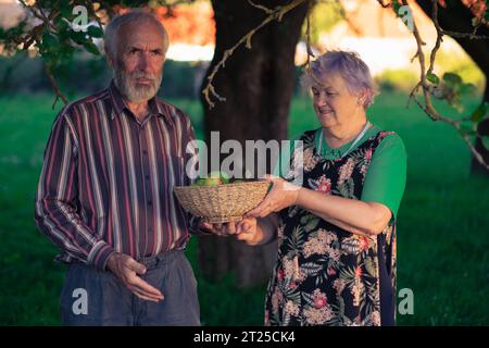 Un paio di persone anziane che raccolgono allegramente mele in un ombroso frutteto all'inizio dell'autunno. Anziani sani e ben educati godono la vita. Foto Stock