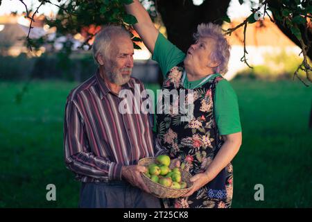 Un paio di persone anziane che raccolgono allegramente mele in un ombroso frutteto all'inizio dell'autunno. Anziani sani e ben educati godono la vita. Foto Stock