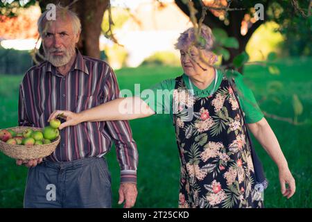 Un paio di persone anziane che raccolgono allegramente mele in un ombroso frutteto all'inizio dell'autunno. Anziani sani e ben educati godono la vita. Foto Stock