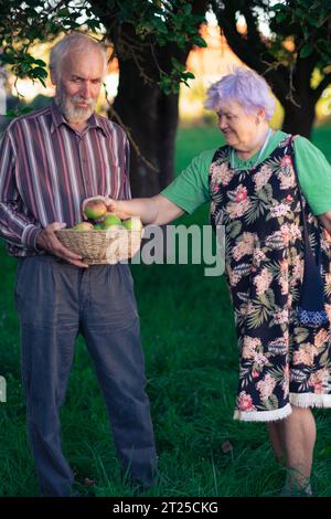 Un paio di persone anziane che raccolgono allegramente mele in un ombroso frutteto all'inizio dell'autunno. Anziani sani e ben educati godono la vita. Foto Stock