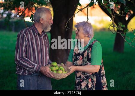 Un paio di persone anziane che raccolgono allegramente mele in un ombroso frutteto all'inizio dell'autunno. Anziani sani e ben educati godono la vita. Foto Stock