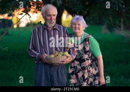 Un paio di persone anziane che raccolgono allegramente mele in un ombroso frutteto all'inizio dell'autunno. Anziani sani e ben educati godono la vita. Foto Stock