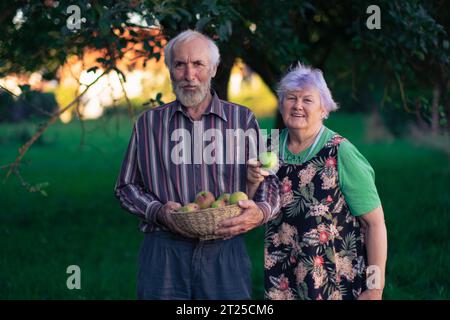 Un paio di persone anziane che raccolgono allegramente mele in un ombroso frutteto all'inizio dell'autunno. Anziani sani e ben educati godono la vita. Foto Stock