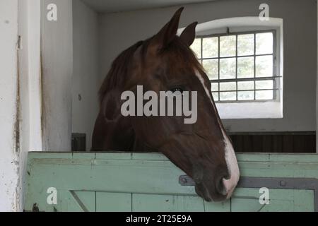 PRODUZIONE - 23 settembre 2023, Brandeburgo, Neustadt (Dosse): Un cavallo guarda fuori da una stalla di cavalli nelle stalle storiche per stalloni presso lo stallone di Stato di Neustadt (Dosse) Il Brandeburgo Main and County Stud è stato fondato nel 1788 ed è uno dei più antichi studi statali della Repubblica Federale tedesca. Foto: Michael Bahlo/dpa Foto Stock