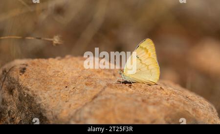 Farfalla grande color salmone, grande Salmon arabo, Colotis fausta Foto Stock