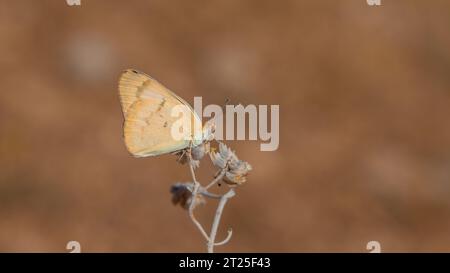 Farfalla grande color salmone, grande Salmon arabo, Colotis fausta Foto Stock