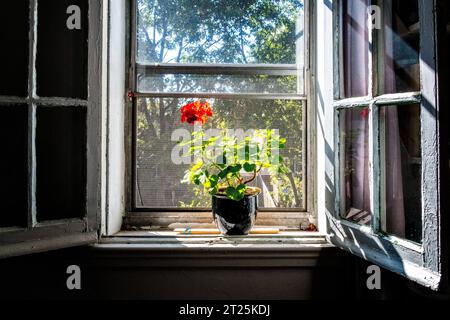 Bloom singolo su davanzale - varie Foto Stock