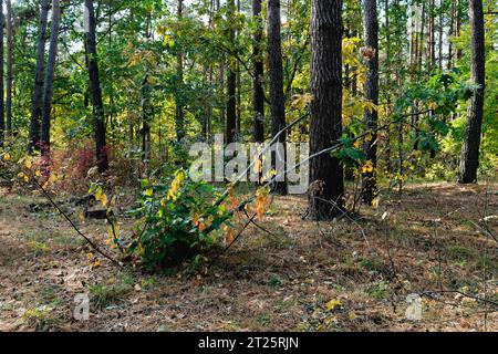 foresta in autunno con il sole Foto Stock