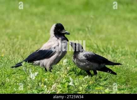 Due corvi incappucciati (Corvus cornix): Un giovane uccello che chiede cibo all'uccello adulto in un prato Foto Stock