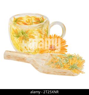 Calendula officinalis arancione in paletta di legno per prodotti sfusi e tazza di tè. Illustrazione disegnata a mano con acquerello. Elemento botanico per etichette, eco Foto Stock