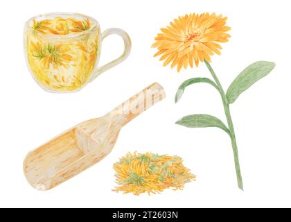 Calendula officinalis arancione in paletta di legno per prodotti sfusi e tazza di tè. Illustrazione disegnata a mano con acquerello. Elemento botanico per etichette, eco Foto Stock