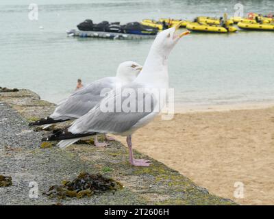 Due gabbiani seduti fianco a fianco su un muro nel porto di St Ives in Cornovaglia, Inghilterra Foto Stock