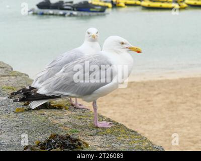 Due gabbiani seduti fianco a fianco su un muro nel porto di St Ives in Cornovaglia, Inghilterra Foto Stock