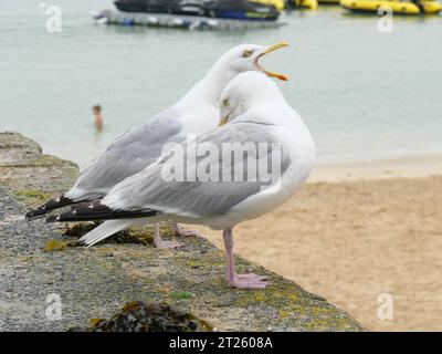 Due gabbiani seduti fianco a fianco su un muro nel porto di St Ives in Cornovaglia, Inghilterra Foto Stock