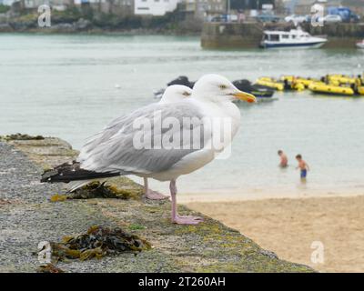 Due gabbiani seduti fianco a fianco su un muro nel porto di St Ives in Cornovaglia, Inghilterra Foto Stock