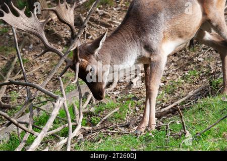 Italia, Lombardia, Fallow Deer Stag Butting Tree Branch, Dama Dama, in cattività Foto Stock