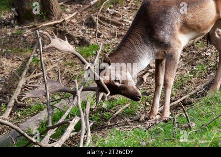 Italia, Lombardia, Fallow Deer Stag Butting Tree Branch, Dama Dama, in cattività Foto Stock