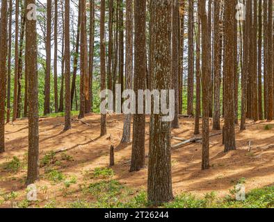 immagine paesaggistica di pini nel mulino ad acqua Foto Stock