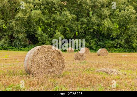Diverse balle di paglia con fieno pressato su un campo agricolo con alberi in zona rurale, Germania Foto Stock
