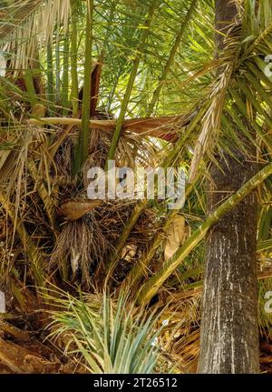 Threskiornis molucca sul nido dei City Botanic Gardens, Brisbane, Queensland, Australia Foto Stock