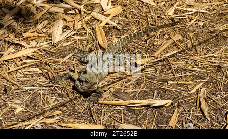 Water Dragon in the City Botanic Gardens, Brisbane, Queensland, Australia Foto Stock