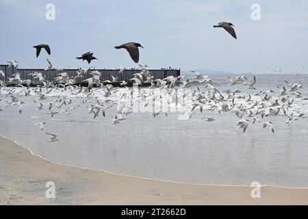 Una recinzione sul confine tra Stati Uniti e Messico, dove incontra l'Oceano Pacifico al confine con la spiaggia di Field State Park Foto Stock