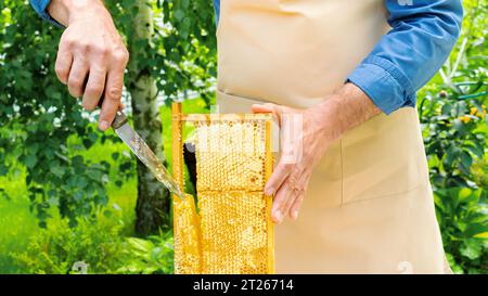 Un apicoltore in grembiule tiene una cornice con favi in mano e ne taglia il miele. Vero miele di altissima qualità proveniente dall'apiario ecologico. Foto Stock