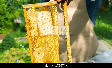 Inquadra con i favi nelle mani di un apicoltore in primo piano. Produzione di miele biologico di tiglio, colza, acacia, phacelia, grano saraceno. Vero miele Foto Stock