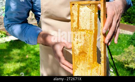 Produzione di miele biologico di tiglio, colza, acacia, phacelia, grano saraceno. Un apicoltore tiene una cornice con il miele in mano nel giardino estivo Foto Stock