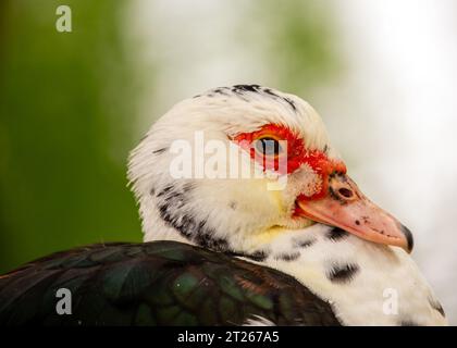 Elegante ed esotica, l'anatra moscovita (Cairina moschata) è originaria dell'America centrale e meridionale. Foto Stock
