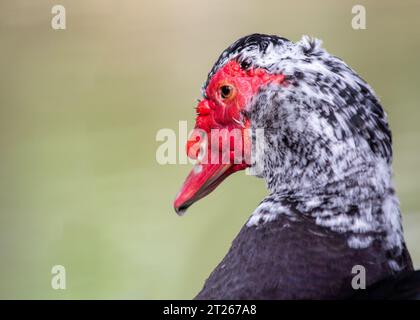 Elegante ed esotica, l'anatra moscovita (Cairina moschata) è originaria dell'America centrale e meridionale. Foto Stock