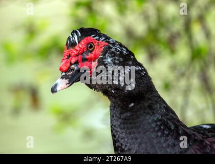 Elegante ed esotica, l'anatra moscovita (Cairina moschata) è originaria dell'America centrale e meridionale. Foto Stock