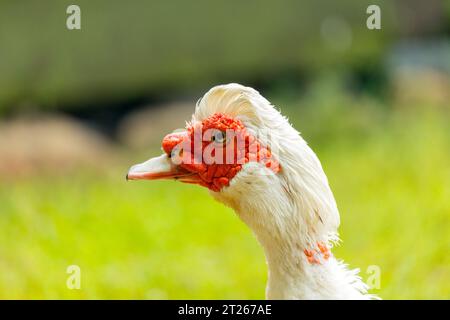 Elegante ed esotica, l'anatra moscovita (Cairina moschata) è originaria dell'America centrale e meridionale. Foto Stock