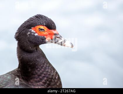 Elegante ed esotica, l'anatra moscovita (Cairina moschata) è originaria dell'America centrale e meridionale. Foto Stock