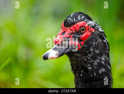 Elegante ed esotica, l'anatra moscovita (Cairina moschata) è originaria dell'America centrale e meridionale. Foto Stock