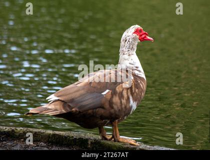 Elegante ed esotica, l'anatra moscovita (Cairina moschata) è originaria dell'America centrale e meridionale. Foto Stock