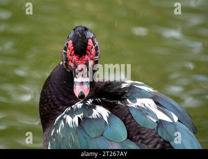 Elegante ed esotica, l'anatra moscovita (Cairina moschata) è originaria dell'America centrale e meridionale. Foto Stock