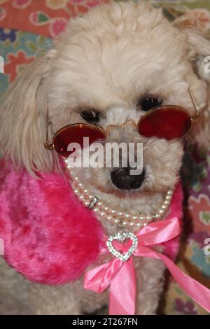 Barboncino in miniatura vestito di rosa Foto Stock