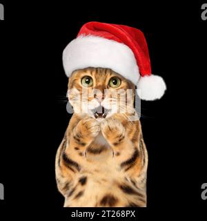 Gatto del Bengala che indossa il cappello di Babbo Natale, concetto natalizio, sfondo nero. Copia spazio. Foto Stock