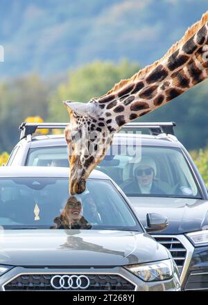 Bewdley, Regno Unito. 17 ottobre 2023. Meteo del Regno Unito: I visitatori del West Midlands Safari Park si godranno il luminoso sole di ottobre davanti alle tempeste che verranno. Una curiosa giraffa incontra una ragazza sorridente attraverso il parabrezza dell'auto in cui sta viaggiando. Credito: Lee Hudson/Alamy Live News Foto Stock