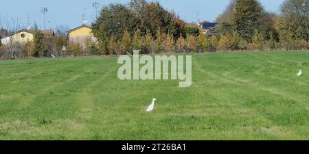 Egrets di bestiame in campo verde coltivato. Foto di alta qualità Foto Stock