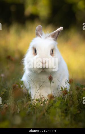 Verticale del coniglietto bianco in erba. Vista frontale di Lionhead Rabbit all'esterno di Meadow. Profondità bassa del campo di pelosa PET in giardino. Foto Stock