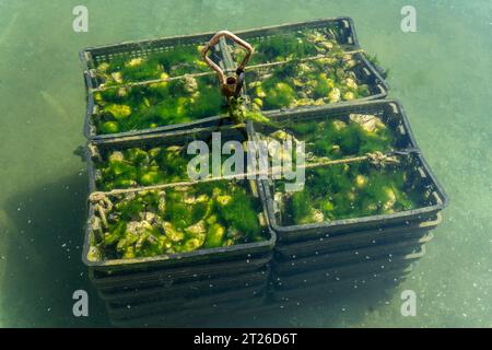 Oyster Farm nella baia di Morlaix, Bretagna Foto Stock