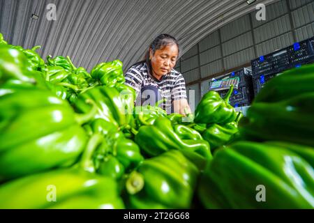 Contea di Luannan, Cina - 26 agosto 2023: L'agricoltore di verdure sta smistando peperoni verdi. Foto Stock